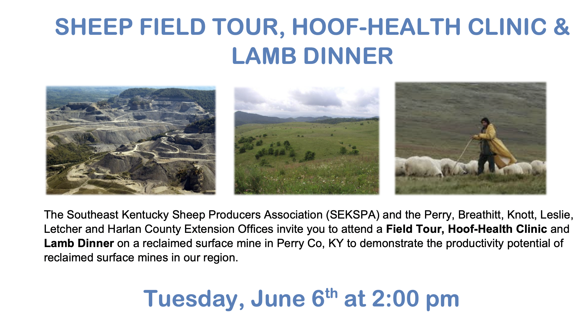 Sheep Field Tour