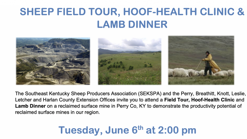 Sheep Field Tour